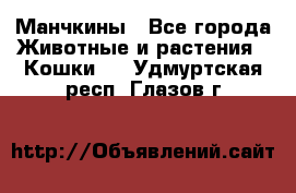 Манчкины - Все города Животные и растения » Кошки   . Удмуртская респ.,Глазов г.